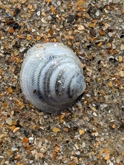 Divalinga quadrisulcata