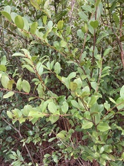 Lyonia lucida