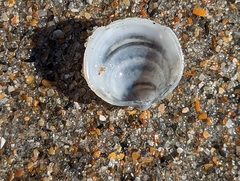 Divalinga quadrisulcata