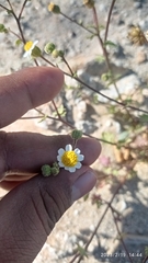 Perityle emoryi