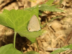 Jamides bochus formosanus