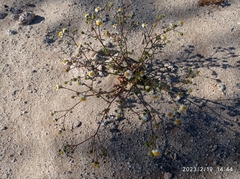 Perityle emoryi