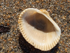 Lunarca ovalis