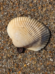 Lunarca ovalis