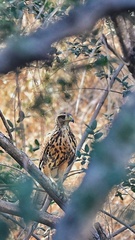 Parabuteo unicinctus unicinctus