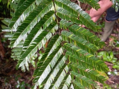 Pentaclethra macroloba