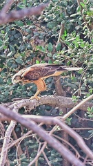 Parabuteo unicinctus unicinctus