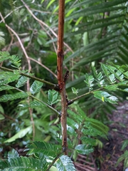 Pentaclethra macroloba
