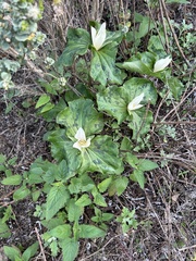 Trillium