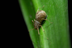 Scytodidae