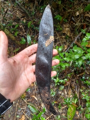 Pentaclethra macroloba