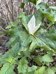 Trillium
