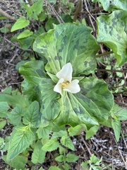 Trillium