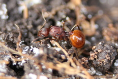 Aphaenogaster fulva