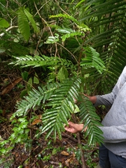 Pentaclethra macroloba