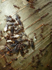 Aphaenogaster fulva