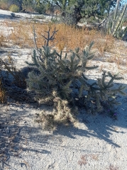 Cylindropuntieae