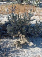 Cylindropuntieae