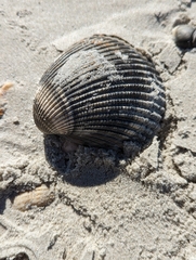 Dinocardium robustum