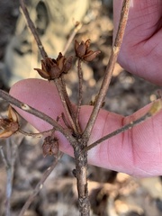 Rhododendron pilosum