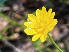 Ranunculus californicus