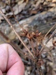 Rhododendron pilosum