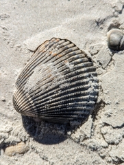 Dinocardium robustum