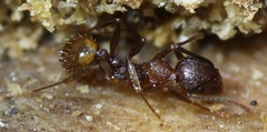 Aphaenogaster fulva
