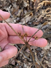 Rhododendron pilosum