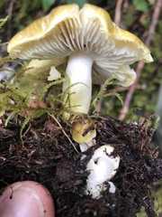Tricholoma