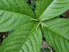 Chloranthus oldhamii