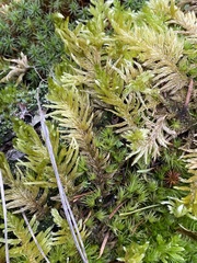 Homalothecium megaptilum