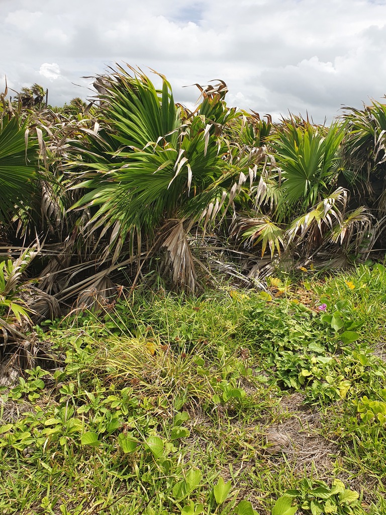Thrinax radiata, Oviedo, Dominican Republic