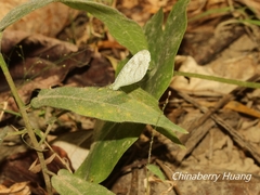 Leptosia nina niobe