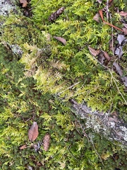 Homalothecium megaptilum