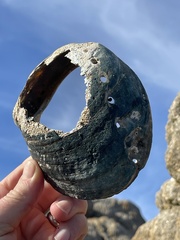 Haliotis cracherodii