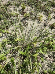 Saccharum spontaneum