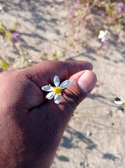 Coreocarpus parthenioides parthenioides
