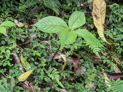 Chloranthus oldhamii