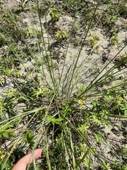 Saccharum spontaneum