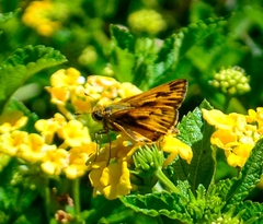 Hylephila phyleus
