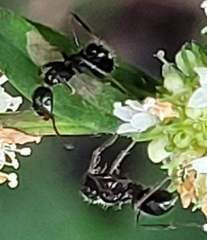 Camponotus sexguttatus