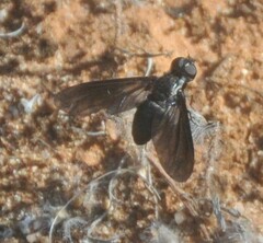 Pseudopenthes hesperis