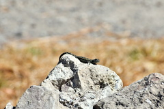 Sceloporus palaciosi