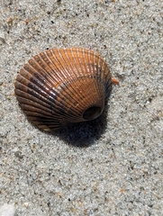 Lunarca ovalis