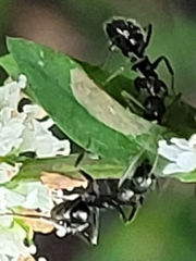 Camponotus sexguttatus