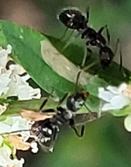 Camponotus sexguttatus