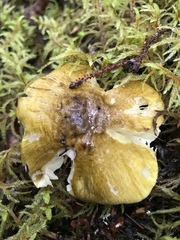 Tricholoma