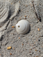 Divalinga quadrisulcata