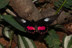 Parides anchises